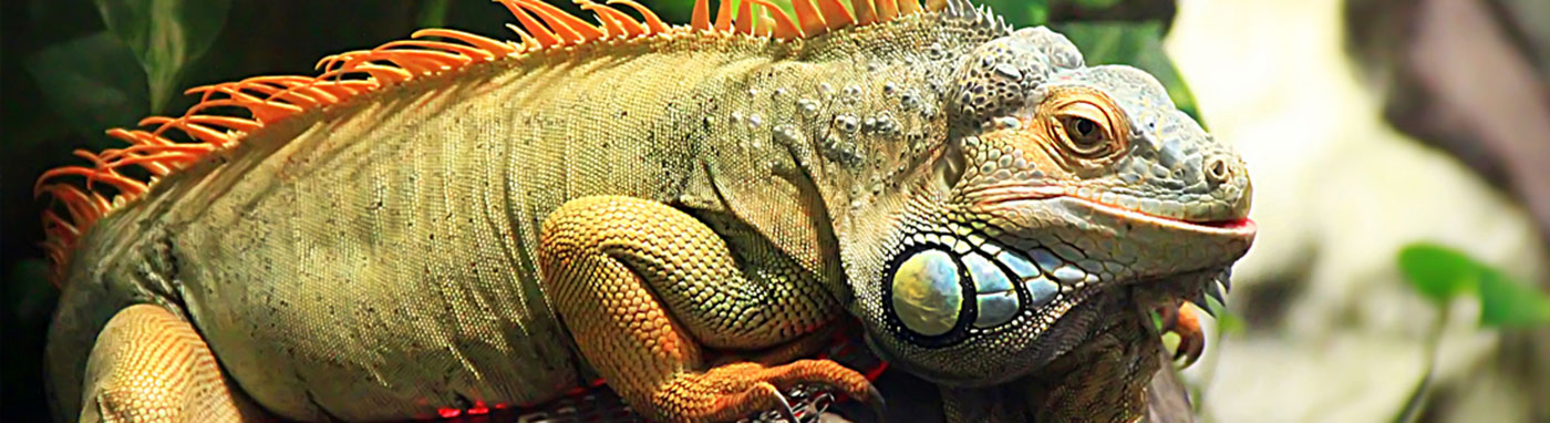 Reptile Supplies