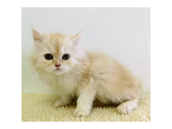 Persian-CAT-Female-Shaded Silver-11668-Petland Hoffman Estates, IL