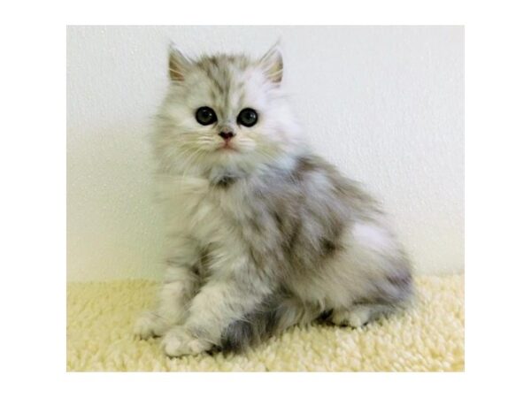 Persian-CAT-Male-Blue / Cream-11669-Petland Hoffman Estates, IL