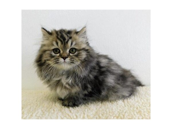 Persian-CAT-Male-Shaded Golden-19842-Petland Hoffman Estates, IL