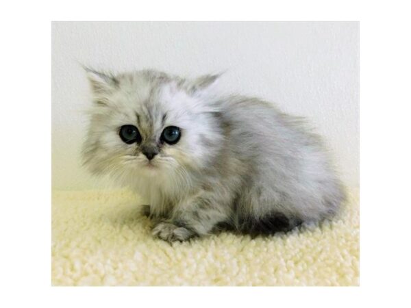 Persian-CAT-Male-Shell Cameo-19843-Petland Hoffman Estates, IL