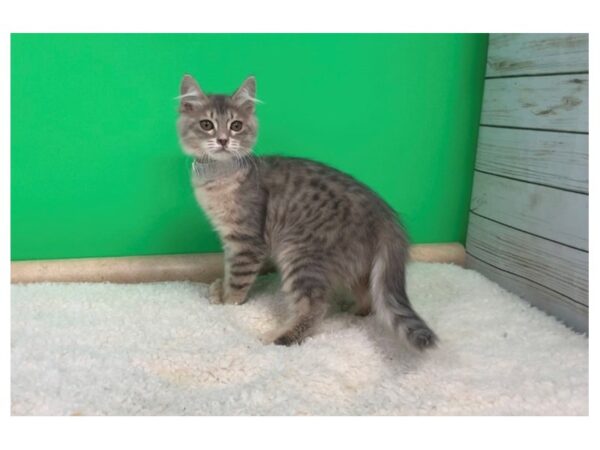 Bengal/Pixie Bob-CAT-Female-Brown Spotted-19619-Petland Hoffman Estates, IL