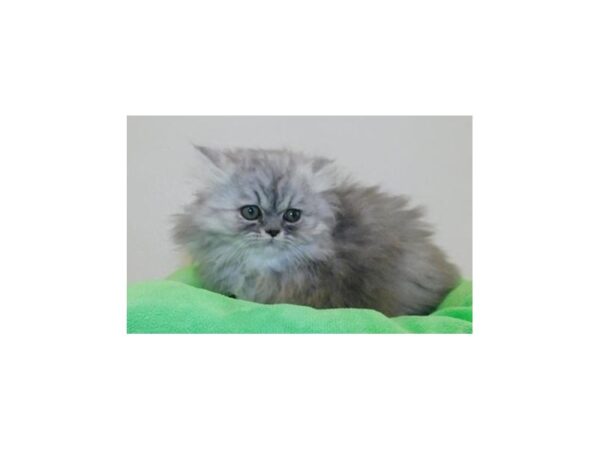Persian-CAT-Male-Blue Shaded Silver-19874-Petland Hoffman Estates, IL