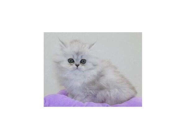 Persian-CAT-Female-Shaded Silver-11725-Petland Hoffman Estates, IL