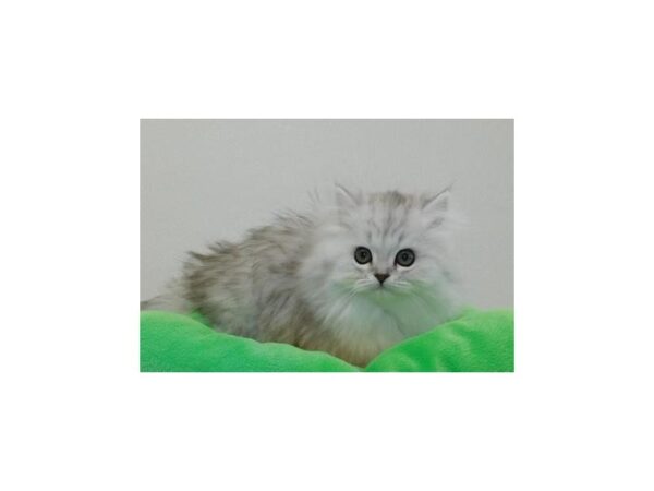 Persian-CAT-Male-Shaded Silver-11730-Petland Hoffman Estates, IL