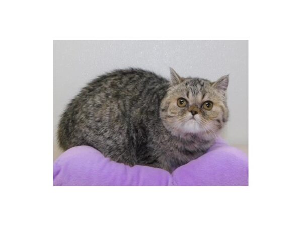 Exotic Shorthair-CAT-Female-Brown Mackeral Tabby-19884-Petland Hoffman Estates, IL