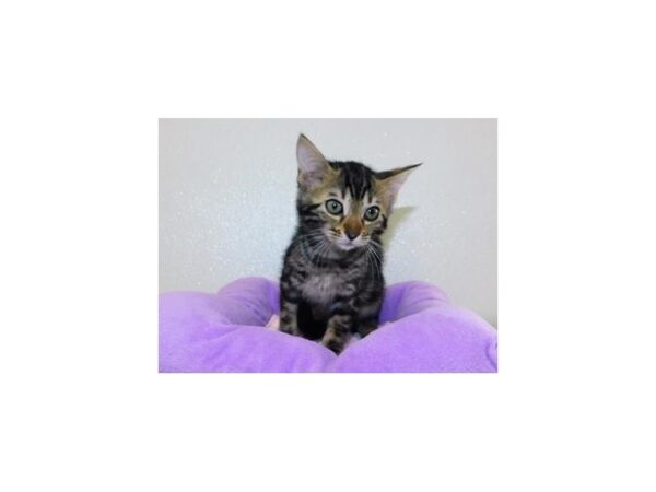 Bengal-CAT-Female-Brown / Black-11894-Petland Hoffman Estates, IL