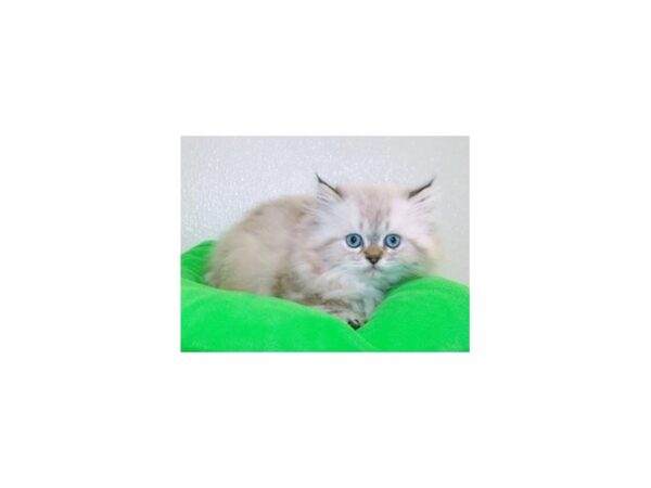 Persian-CAT-Male-Seal Point-11788-Petland Hoffman Estates, IL