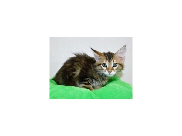 Maine Coon-CAT-Male-Brown Tabby-11787-Petland Hoffman Estates, IL