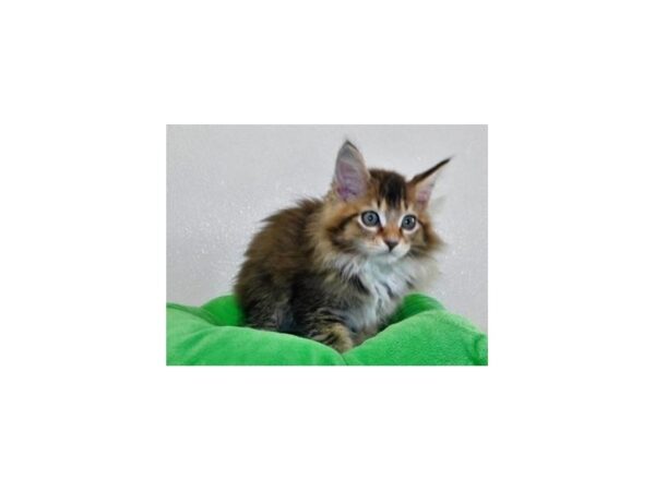 Maine Coon-CAT-Male-Brown Classic Tabby / White-19920-Petland Hoffman Estates, IL