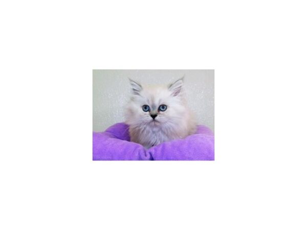 Persian-CAT-Female-Blue Point-19909-Petland Hoffman Estates, IL