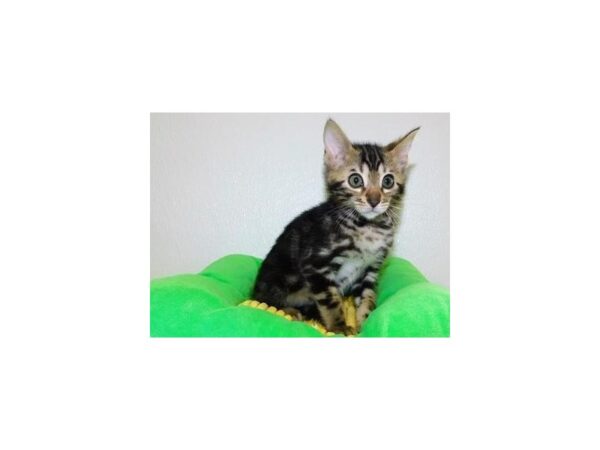 Bengal-CAT-Male-Brown / Black-20020-Petland Hoffman Estates, IL