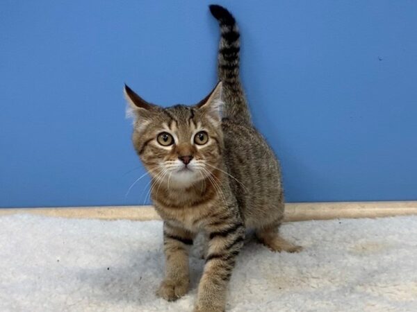 Bengal/Pixie Bob-CAT-Male-Brown Spotted-19691-Petland Hoffman Estates, IL
