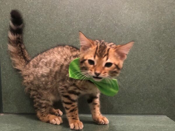 Bengal-CAT-Male-Brown / Black-11809-Petland Hoffman Estates, IL