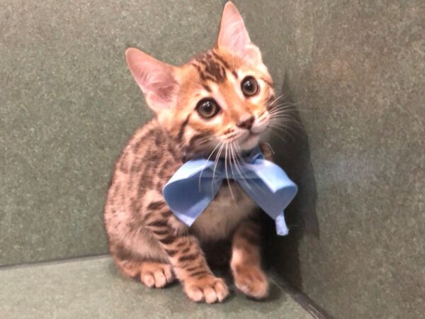 Bengal-CAT-Male-Brown / Black-11811-Petland Hoffman Estates, IL