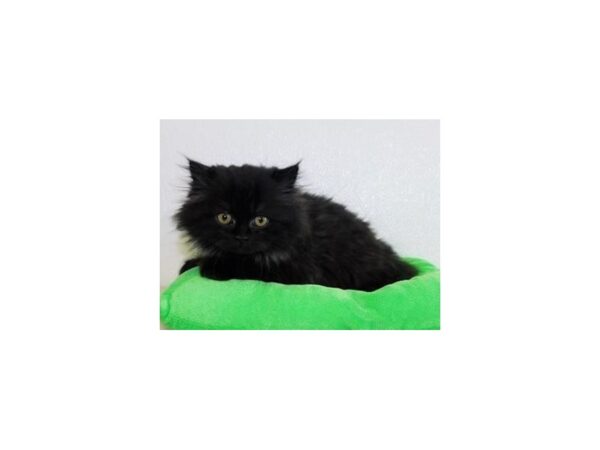 Persian-CAT-Male-Black-19959-Petland Hoffman Estates, IL