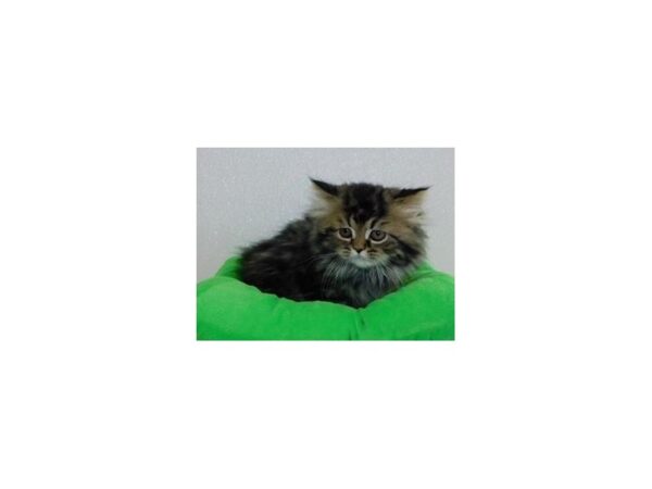 Persian-CAT-Male-Shaded Golden-19958-Petland Hoffman Estates, IL