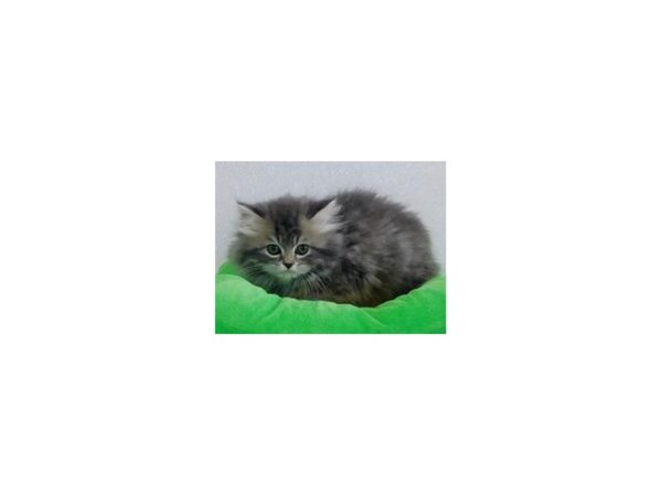 Persian-CAT-Male-Blue / Cream-19957-Petland Hoffman Estates, IL