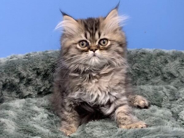 Persian-CAT-Male-Brown Tabby-19735-Petland Hoffman Estates, IL