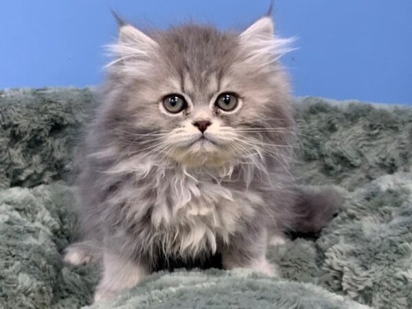 Persian-CAT-Female-Blue Tabby-19734-Petland Hoffman Estates, IL