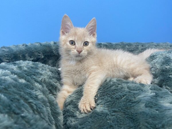 Domestic Short Hair-CAT-Female-Cream Tabby-19866-Petland Hoffman Estates, IL