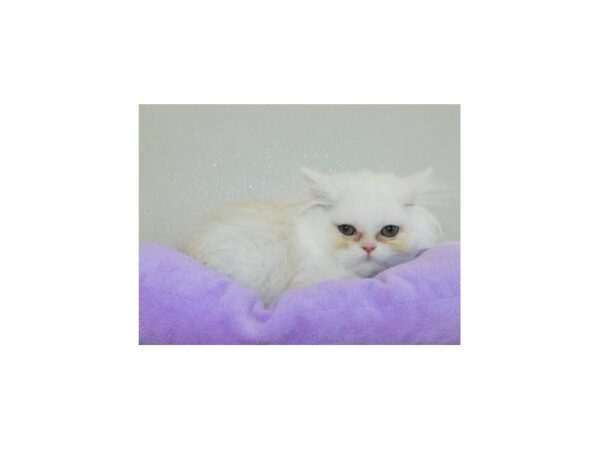 Persian-CAT-Female-Shell Cameo-12027-Petland Hoffman Estates, IL