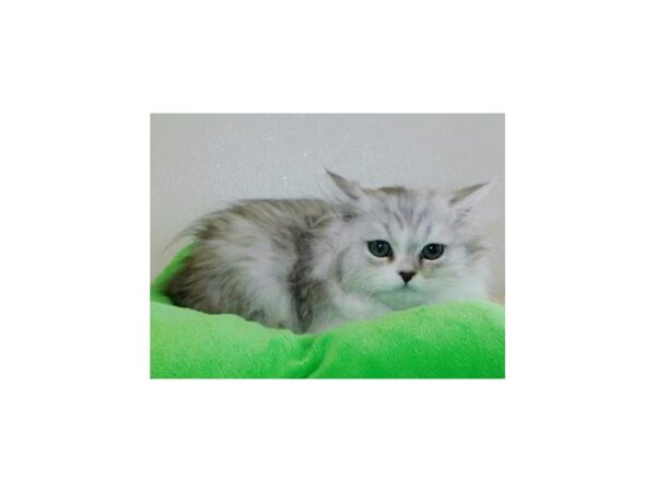 Persian-CAT-Male-Shaded Silver / White-12026-Petland Hoffman Estates, IL