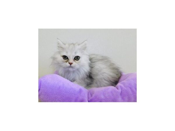 Persian-CAT-Female-Shaded Silver-20148-Petland Hoffman Estates, IL