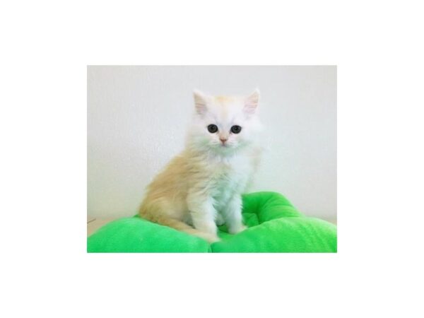Persian-CAT-Male-Shell Cameo-19923-Petland Hoffman Estates, IL