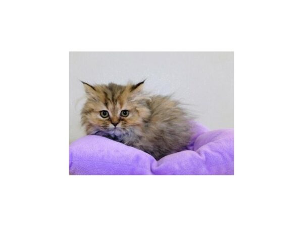 Persian-CAT-Female-Shaded Golden-19922-Petland Hoffman Estates, IL