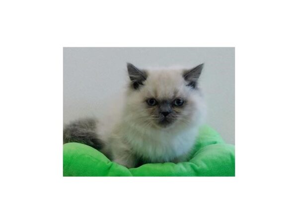 Persian-CAT-Male-Blue Point-20057-Petland Hoffman Estates, IL