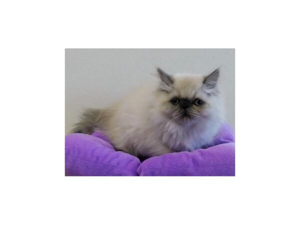 Persian-CAT-Female-Blue Point-20056-Petland Hoffman Estates, IL