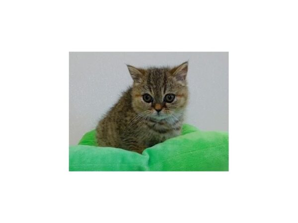 Exotic Shorthair-CAT-Male-Brown Mackeral Tabby-12171-Petland Hoffman Estates, IL