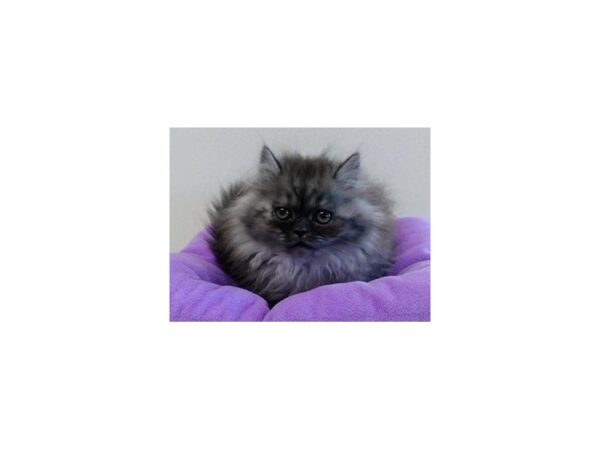 Persian-CAT-Female-Black Smoke-12169-Petland Hoffman Estates, IL