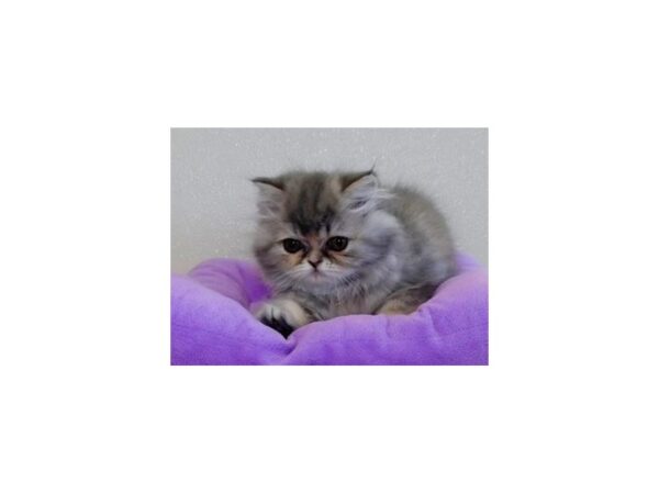 Persian-CAT-Female-Blue / Cream-20291-Petland Hoffman Estates, IL