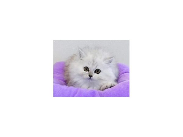 Persian-CAT-Female-Shaded Silver-20292-Petland Hoffman Estates, IL