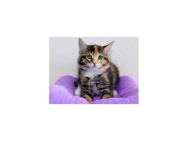 Maine Coon-CAT-Female-Brown Patched Tabby-12194-Petland Hoffman Estates, IL