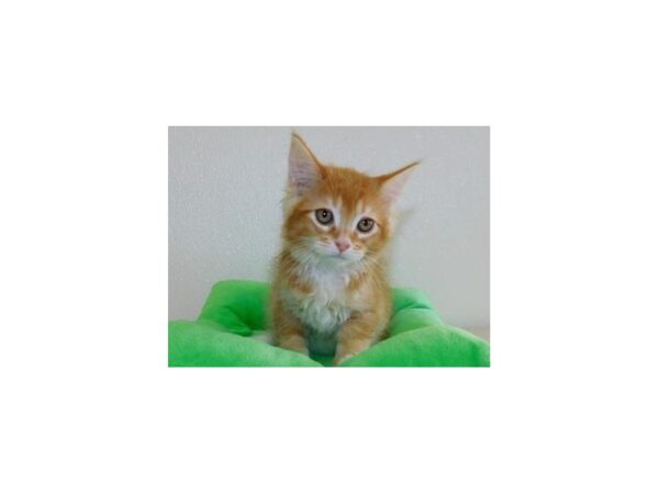 Maine Coon-CAT-Male-Red Classic Tabby, white markings-12202-Petland Hoffman Estates, IL