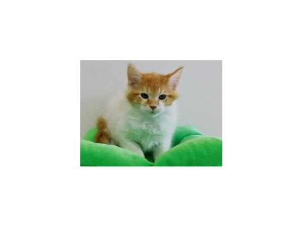 Maine Coon-CAT-Male-White / Orange-20321-Petland Hoffman Estates, IL