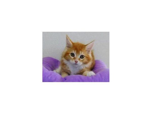Maine Coon-CAT-Female-Red Classic Tabby / White-20320-Petland Hoffman Estates, IL