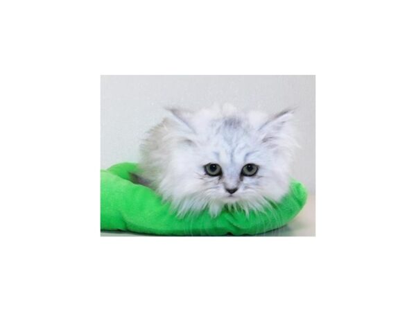 Persian-CAT-Male-Shaded Silver-12231-Petland Hoffman Estates, IL