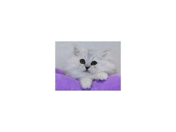 Persian-CAT-Female-Shaded Silver-12233-Petland Hoffman Estates, IL