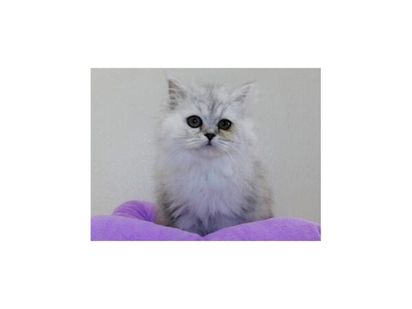 Persian-CAT-Female-Shaded Silver-12232-Petland Hoffman Estates, IL