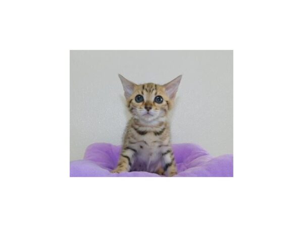 Bengal-CAT-Female-Brown / Black-20392-Petland Hoffman Estates, IL