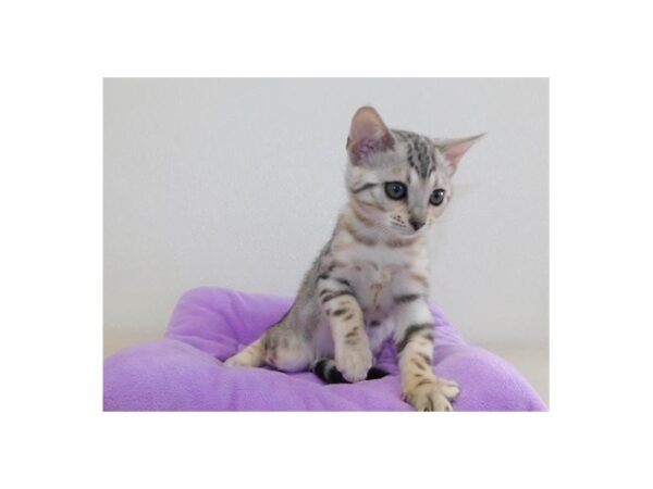 Bengal-CAT-Female-Black Silver-20391-Petland Hoffman Estates, IL