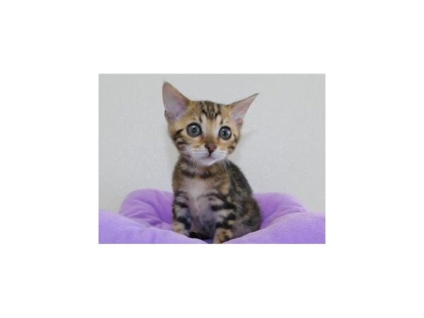 Bengal-CAT-Female-Brown / Black-20390-Petland Hoffman Estates, IL