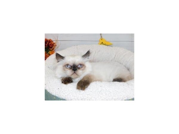 Persian-CAT-Female-Seal Point-20424-Petland Hoffman Estates, IL