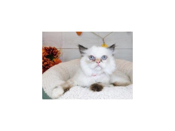 Persian-CAT-Female-Tortie Point-20423-Petland Hoffman Estates, IL