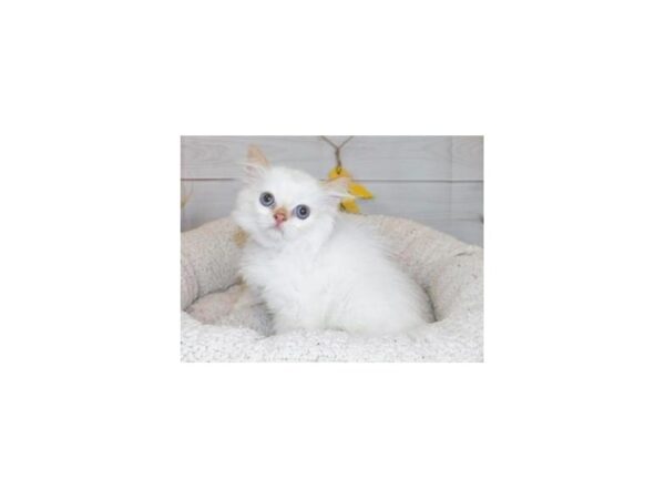 Persian-CAT-Male-Red Point-20422-Petland Hoffman Estates, IL