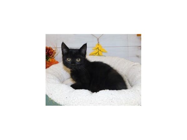 Persian/Sphynx-CAT-Male-Black-20429-Petland Hoffman Estates, IL